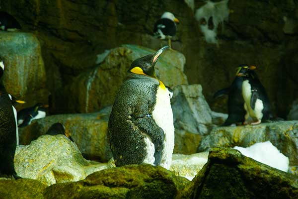 Antarctica: Empire of the Penguin SeaWorld Orlando