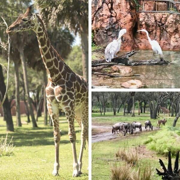 Animal Kingdom Lodge Animal Viewing