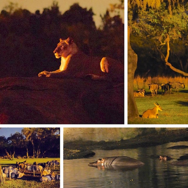 Animal Kingdom at Night - Kilimajaro Safari after dark