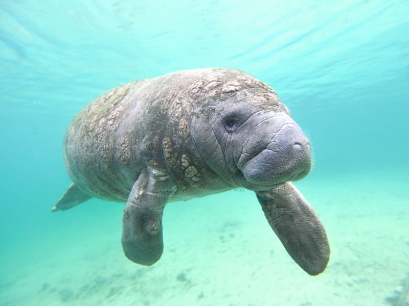 Best Places in Florida to see Manatees - Sunshine State Insider