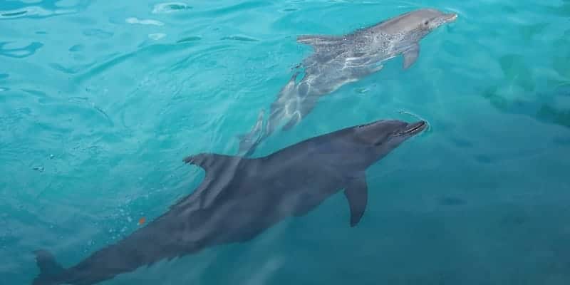 Florida Dolphins see on private boat tours