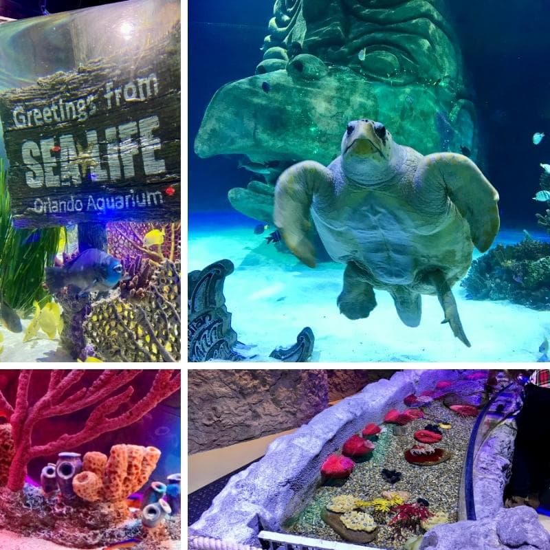 Things to do in Orlando when it rains - Sealife Aquarium