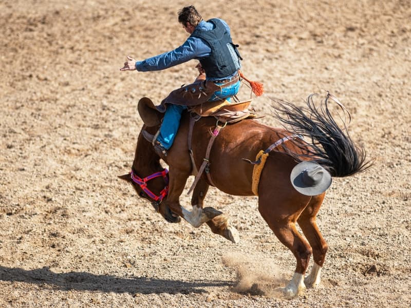 Silver Spurs Rodeo Saddle Bronc Riding