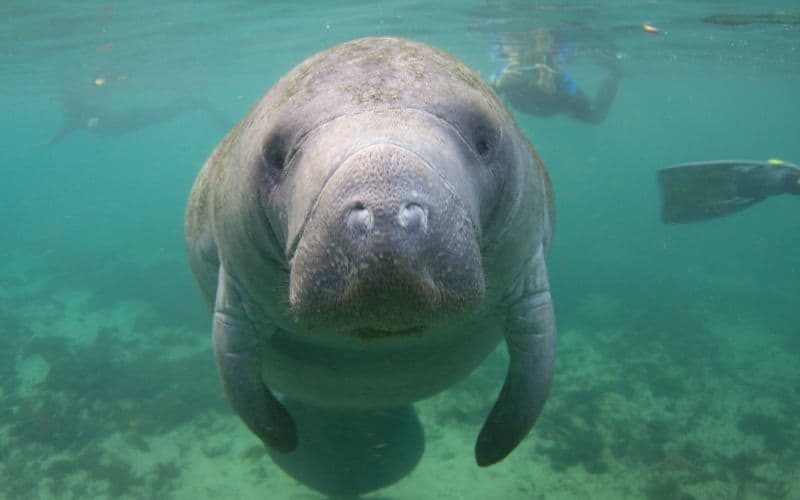 Things to do in Orlando: Spotting Manatees