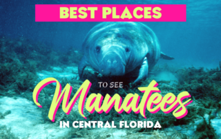 Where to See Manatees in Florida