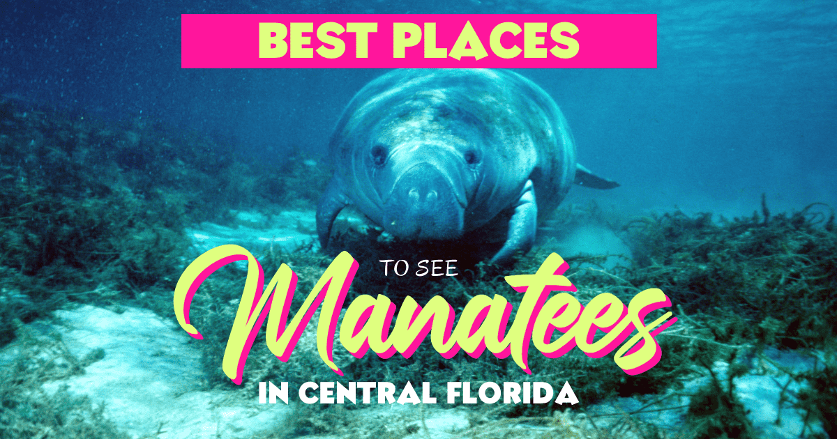 Where to See Manatees in Florida