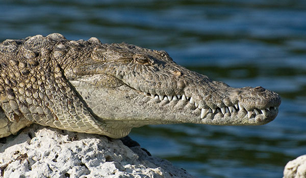 Gatorland Orlando