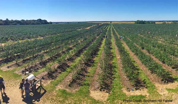 May in Orlando - Blueberry Picking