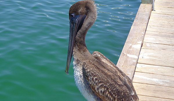 Pelican at Anna Maria Island Pier