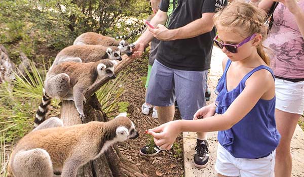 Encuentros con animales - Safari Wilderness